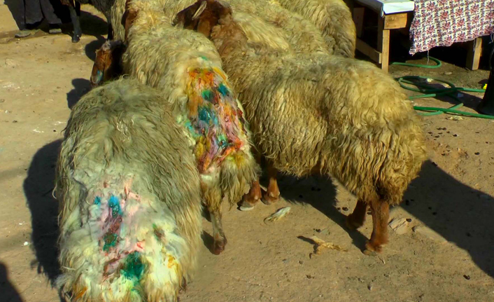 Köpekler saldırdı, koyular telef oldu