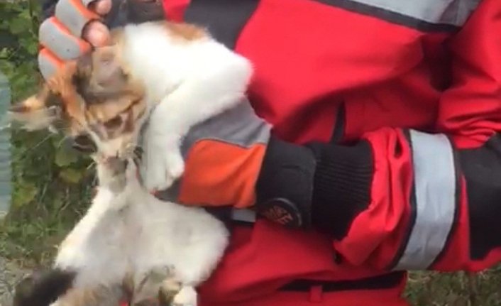 Ağaçta mahsur kalan kedi için seferber oldular 