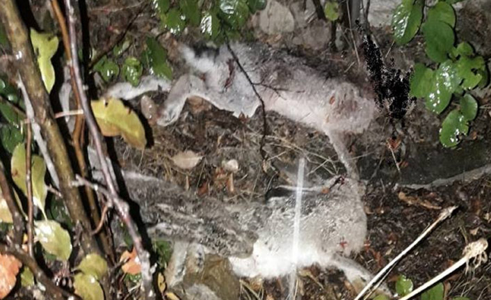 Kaçak avcı yakalandı