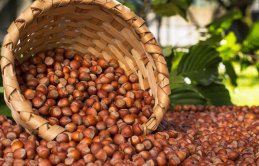 Fındık üreticisini üzdü! Fındık fiyatlarında son durum