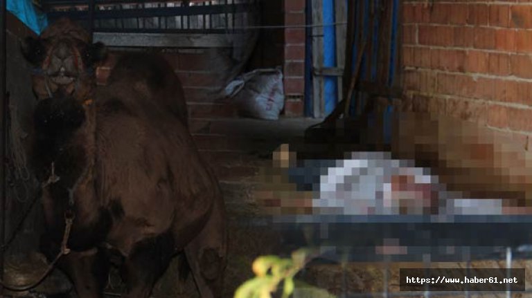 Deve dehşeti! Bakıcısını öldürdü!