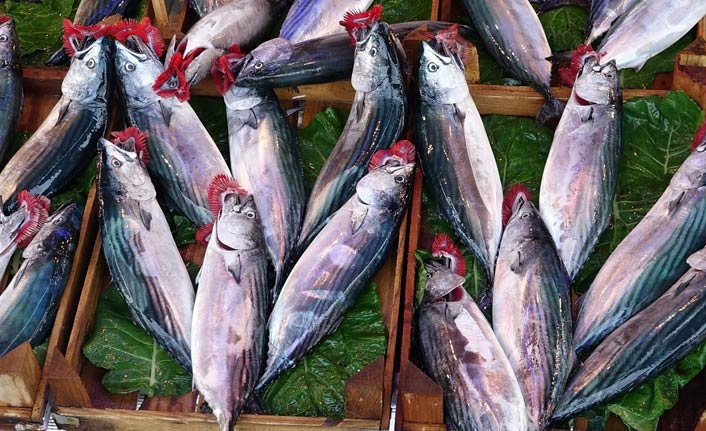 Trabzon'da palamutta sezonun en verimsiz günü yaşanıyor