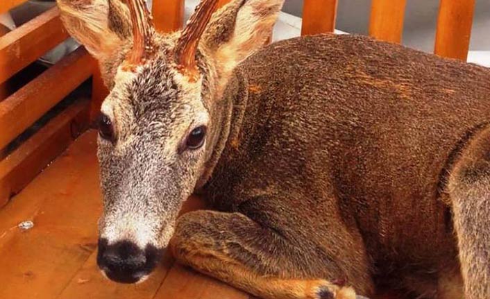 Yaralı karaca tedavisinin ardından doğaya bırakıldı