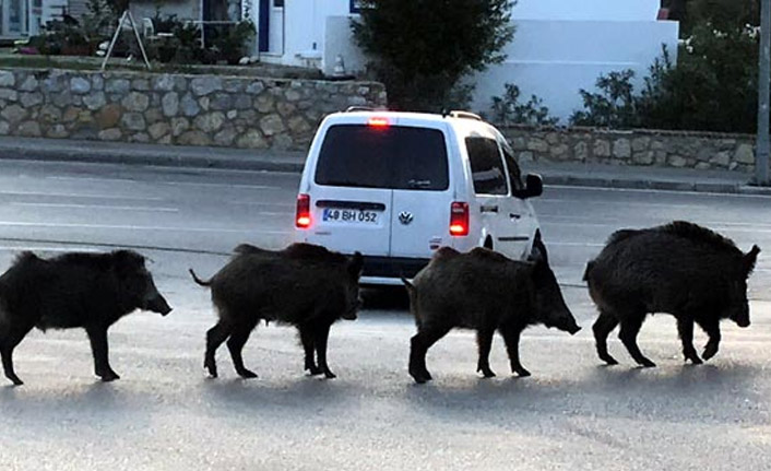 Bodrum'u domuzlar bastı