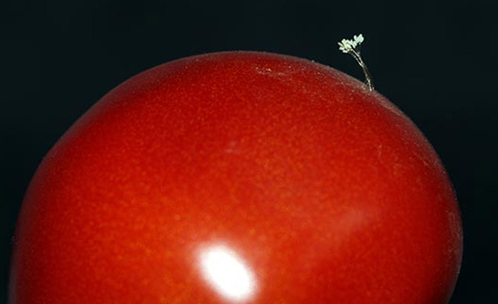 'Udumbara çiçeği' sandığı şey böcek yumurtası çıktı