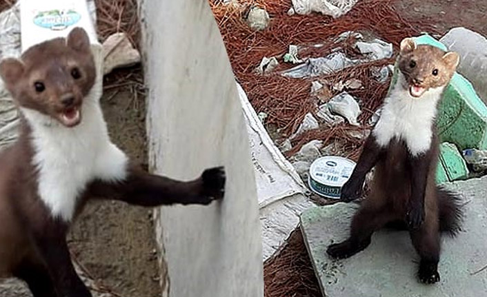 Sulama kanalına düşen sansar kurtarıldı