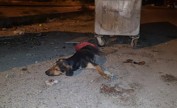 Köpekleri zehirleyenler hakkında işlem başlatıldı