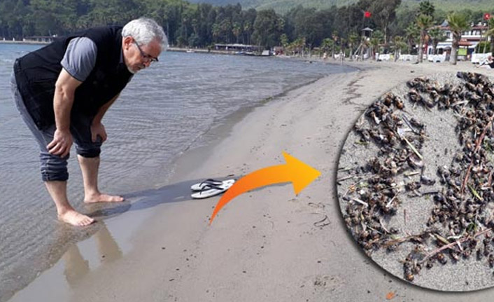 Deniz üzerine düşen milyonlarca arı sahile vurdu