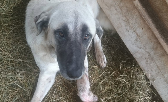 Köpeğine saldıran köpekleri tüfekle vurdu