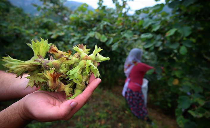 Fındık ihracaatında hedef belirlendi