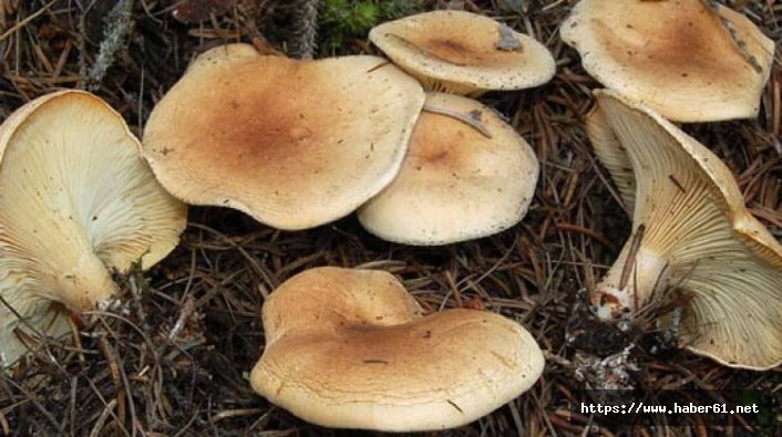 Yaşlı kadın mantar zehirlenmesinden öldü