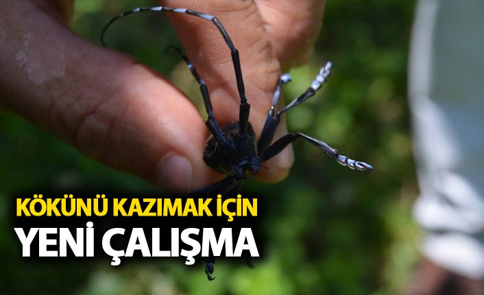 Trabzon'da Drakula için yeni çalışma