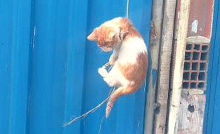 İpe asılı yavru temizlik işçileri kurtardı