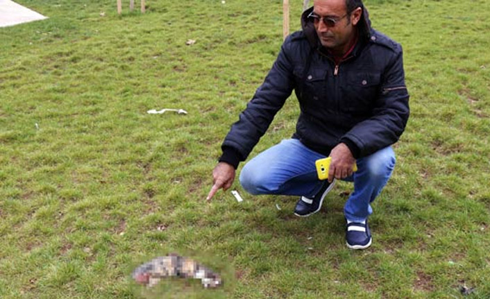 Kediye yaptıkları şok etti