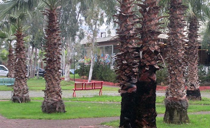 Trabzon'da bir garip olay! Yaş mı kuru mu derken ağacı yaktı!