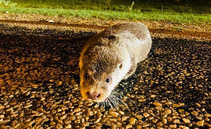 Sinop'ta ilk defa su samuru görüldü