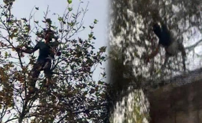 İntihar etmek için çıktığı ağacın dalı kırıldı
