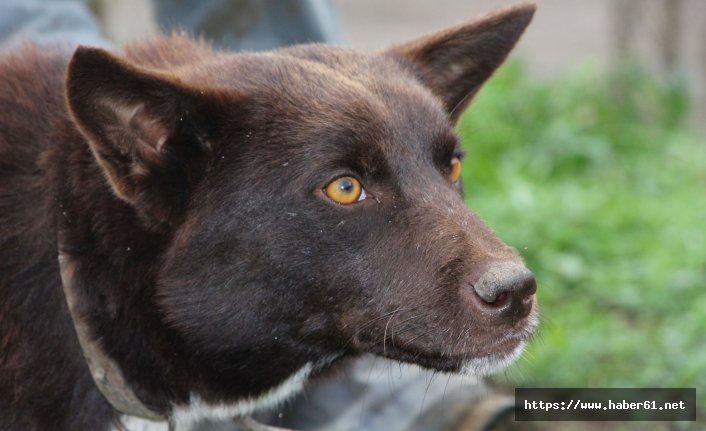 Trabzon'a özgü ırk! Nesli Tükenmek üzere!