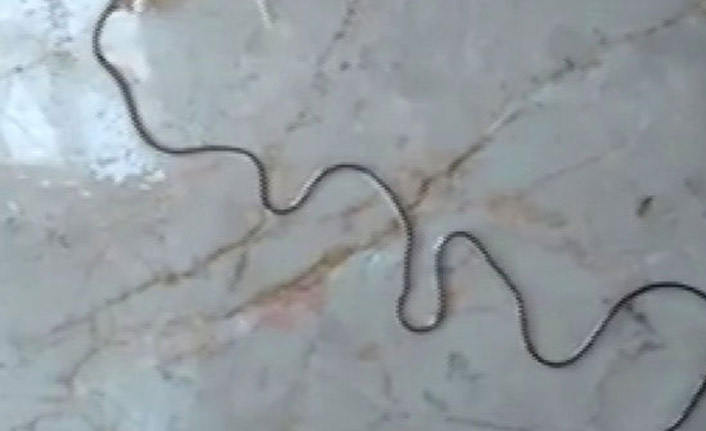 'Böcek Paraziti' köylüleri şaşkınlığa uğrattı