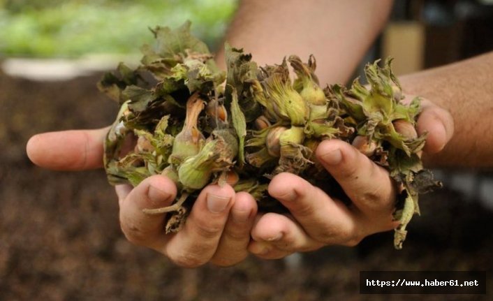 Fındık üretimi azalıyor!