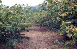 Fındık bahçeleri yenileniyor