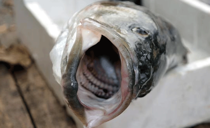 1 metrelik levrek satışa sunuldu