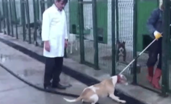 Pitbull dehşeti korkuttu
