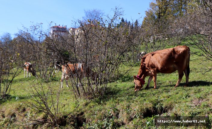 Ayı saldırılarına karşı minareden anons yapıldı