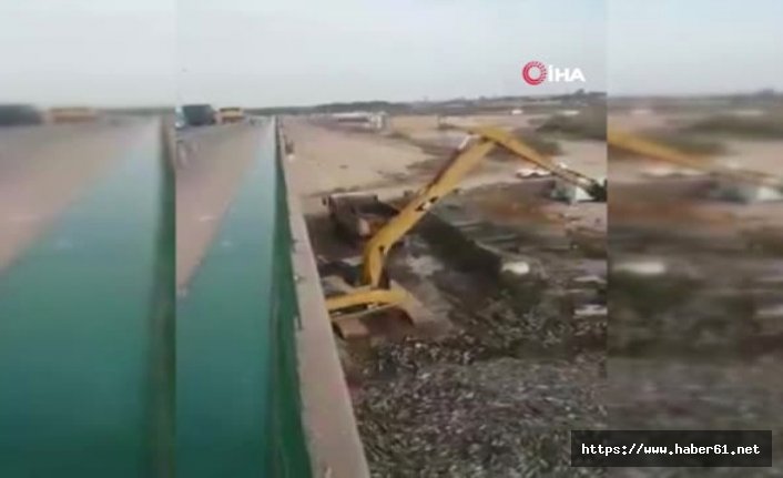 Binlerce ton balık telef oldu