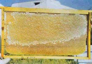 Karadenizlinin Paris'te Bal Keyfi