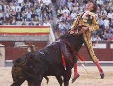 Boğanın intikamı böyle oldu