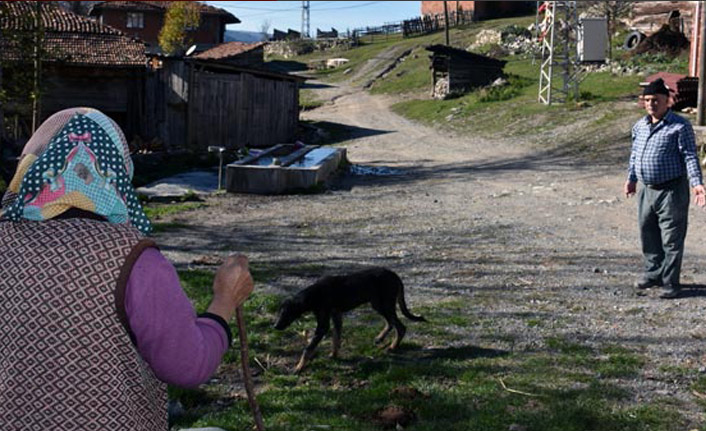 Köye dadanan köpekler korku salıyor