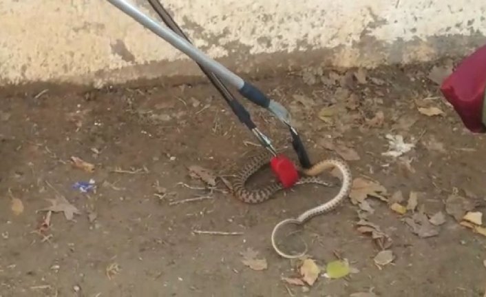 Okulda yılan paniği