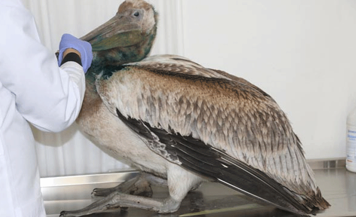 Tarlada bulundu! Tedavi altına alındı