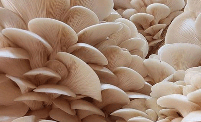 Yediği mantarlardan hastanelik oldu