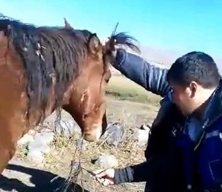 Ata, akıllara durgunluk veren işkence