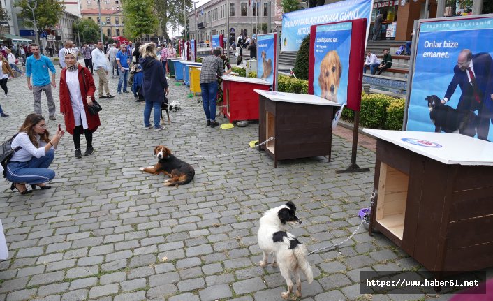 Trabzon'da 355 köpek sahiplendirildi