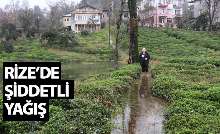 Rize’de sağanak evi bastı, çay bahçeleri sular altında kaldı