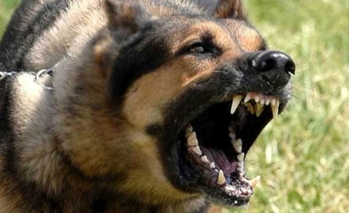 Aç kalınca sandalyeleri parçaladılar