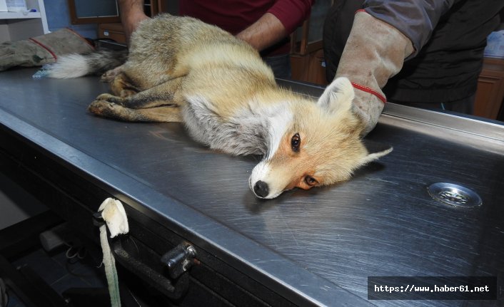 Yolda gördüğü yaralı tilkiye sahip çıktı!