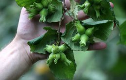 "Fındıkta kış bakımı verim ve kalite için önemli"