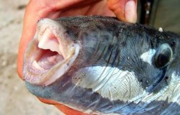 Bu balığı yedi hastanelik oldu!