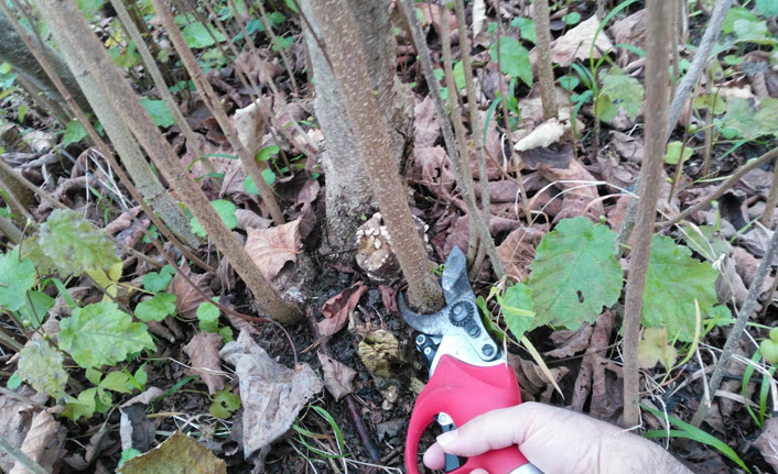 Budama fındıkta verimi artırdı