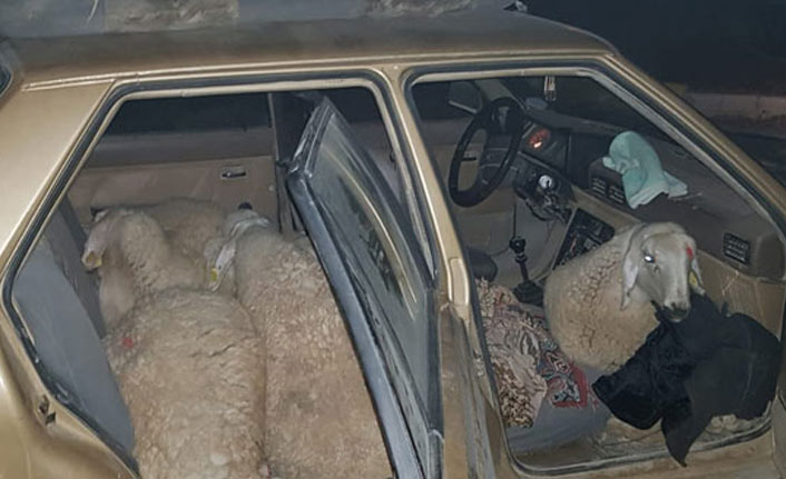Çaldığı koyunlar otomobilde bulundu