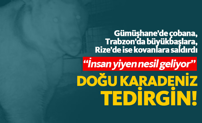 Kardeniz'de bölge halkı tedirgin! Sayıları arttı!