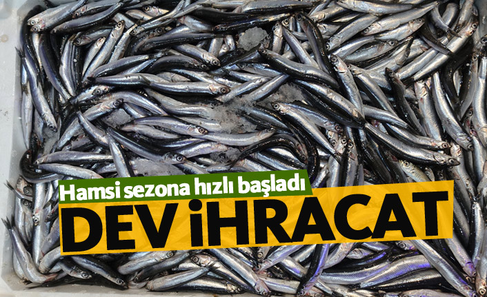 Hamsi sezona hızlı başladı!