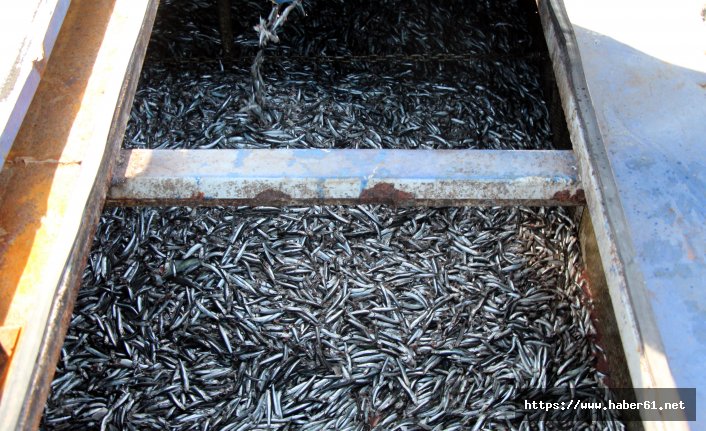 Karadeniz'de hamsi bolluğu - 26 Kasım 2018