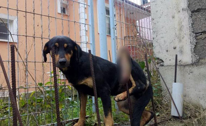 Köpeğin yardımına itfaiye yetişti