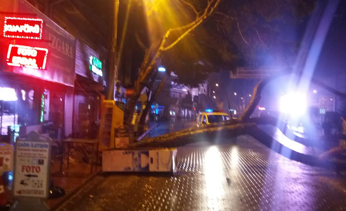 Yağışa dayanamayan asırlık çam ağacı yıkıldı