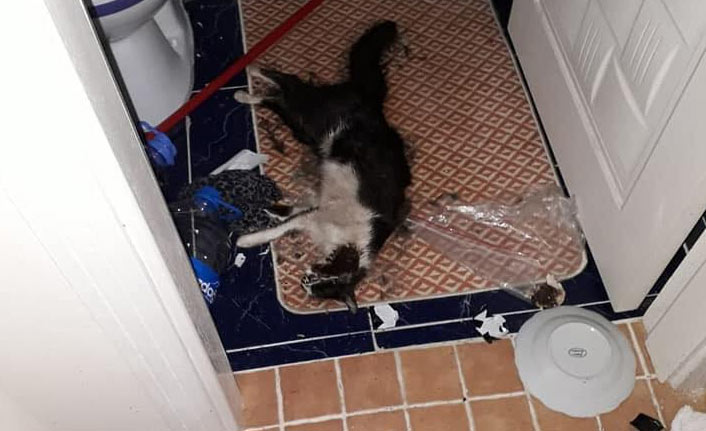 Yürekleri sızlatan 'kedi' vahşeti